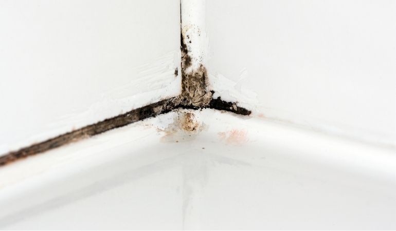 The Importance of Mould Prevention for Your Home or Business