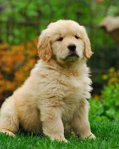 Pet range of product Pico X